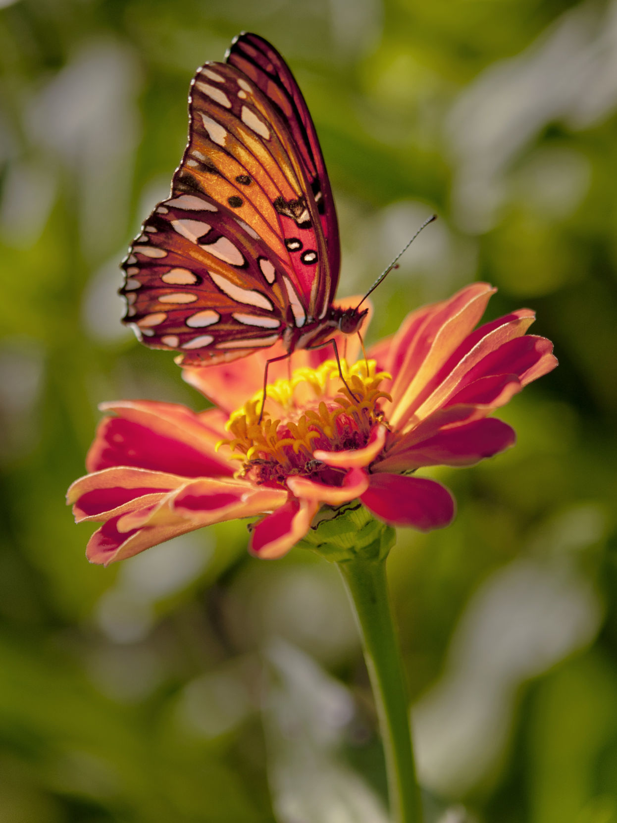 Cutting flowers